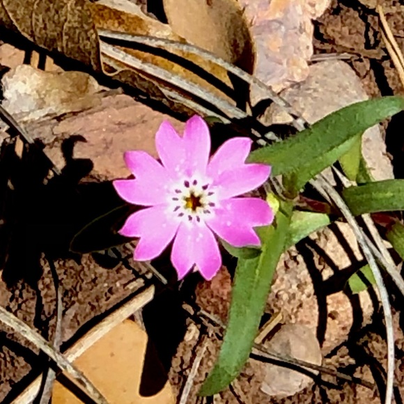 Meet your Posher, April - Picture 1 of 1